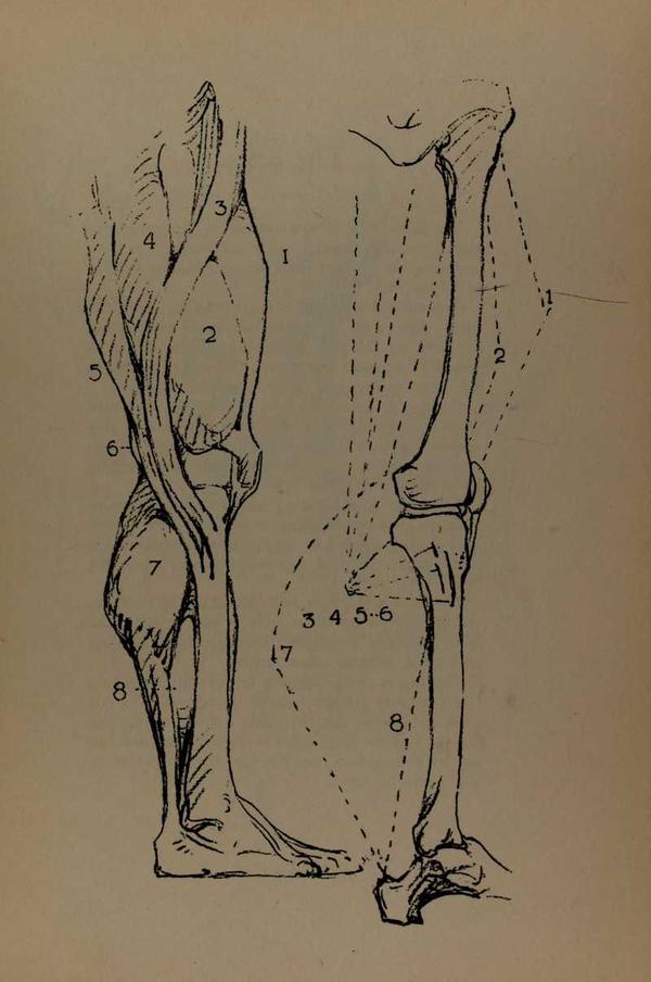 anatomia-constructiva-george-bridgman-musculos-piernas