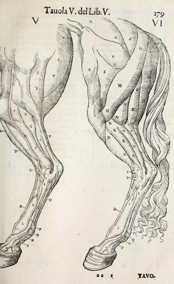 anatomia-caballo-carlo-ruini-page-279
