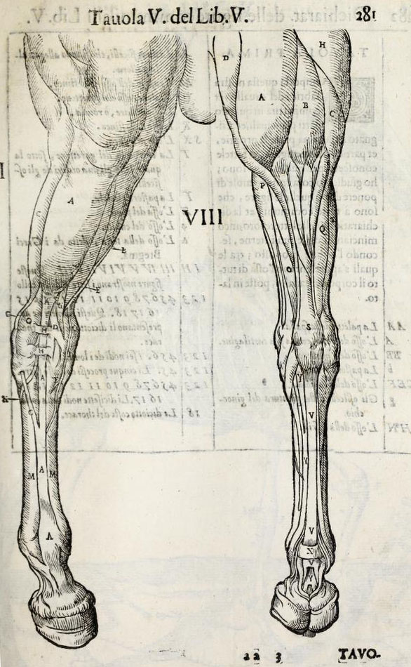 anatomia-caballo-carlo-ruini-page-281
