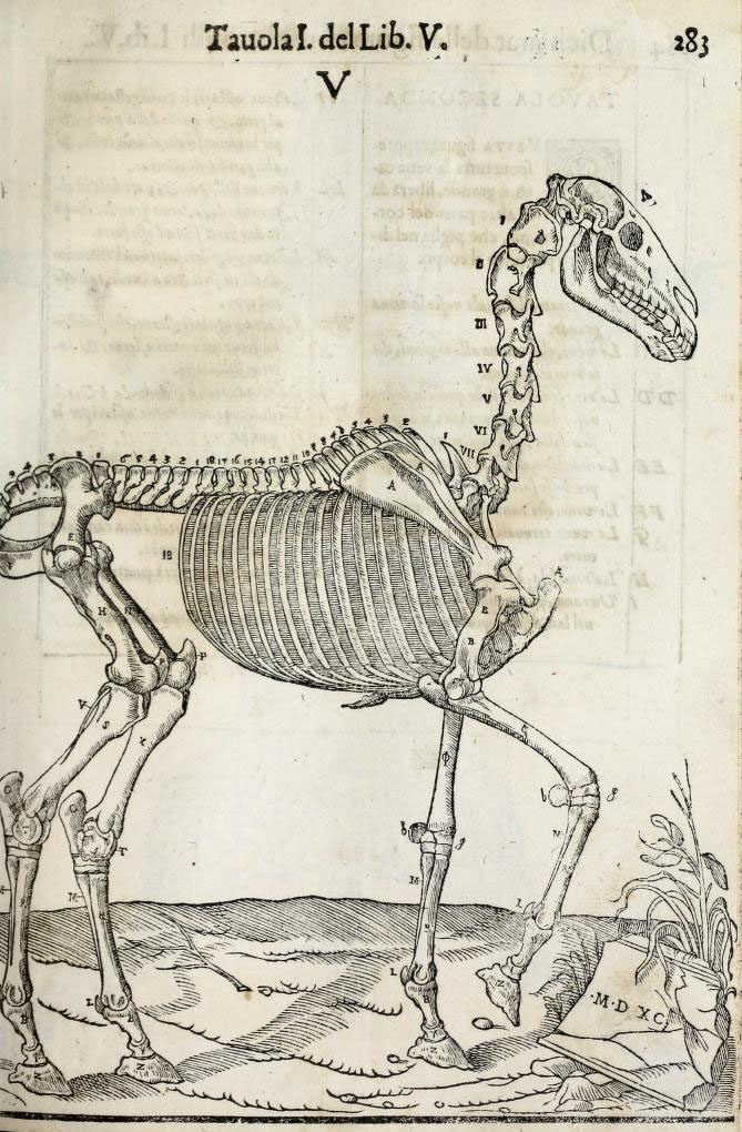 anatomia-caballo-carlo-ruini-page-283