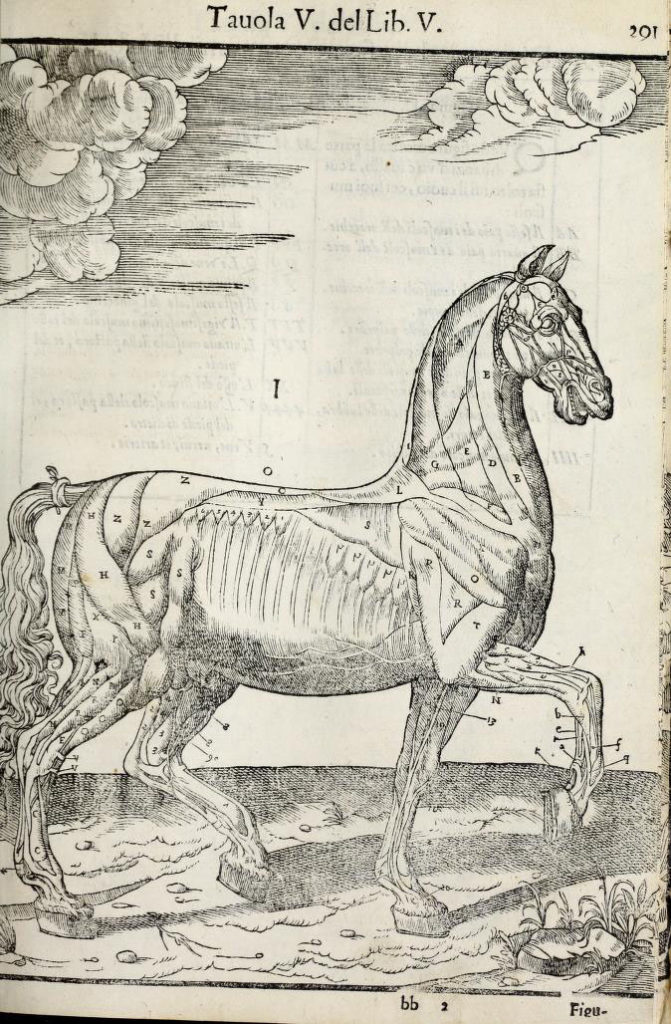 anatomia-caballo-carlo-ruini-page-291