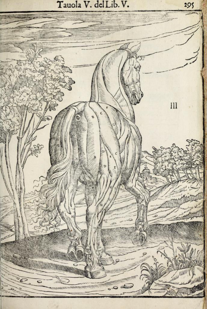 anatomia-caballo-carlo-ruini-page-295