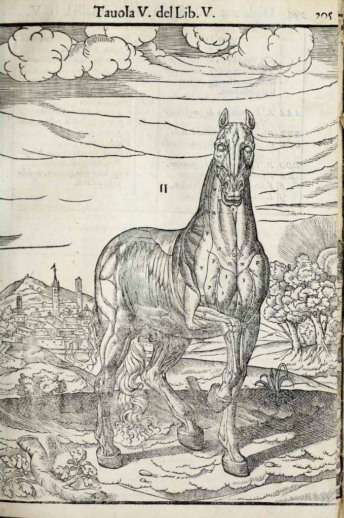 anatomia-caballo-carlo-ruini-page-296