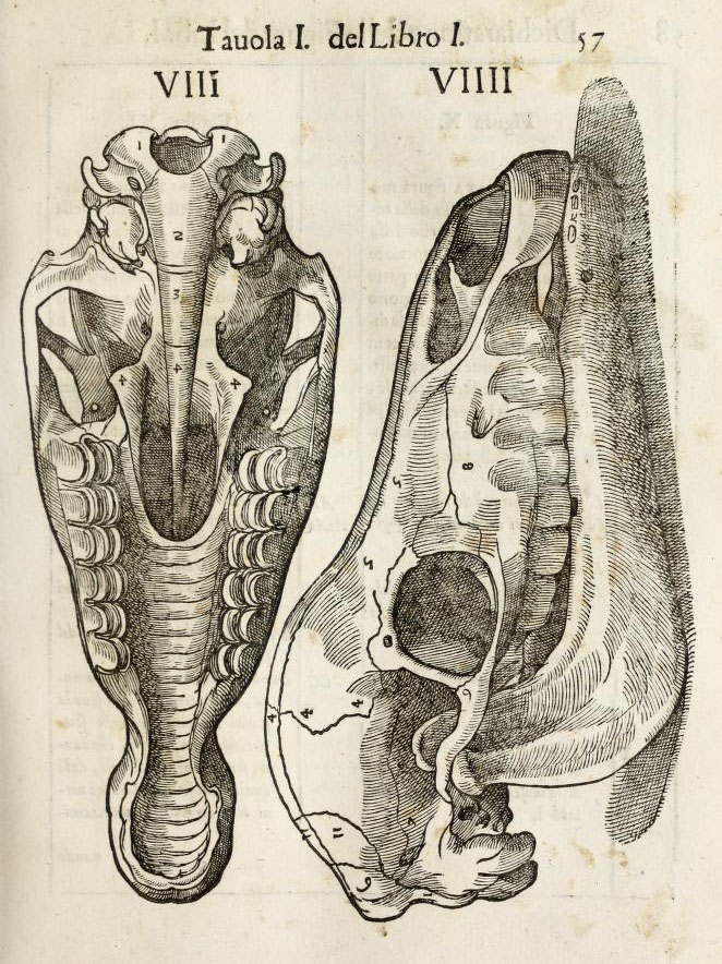 anatomia-caballo-carlo-ruini-page-57