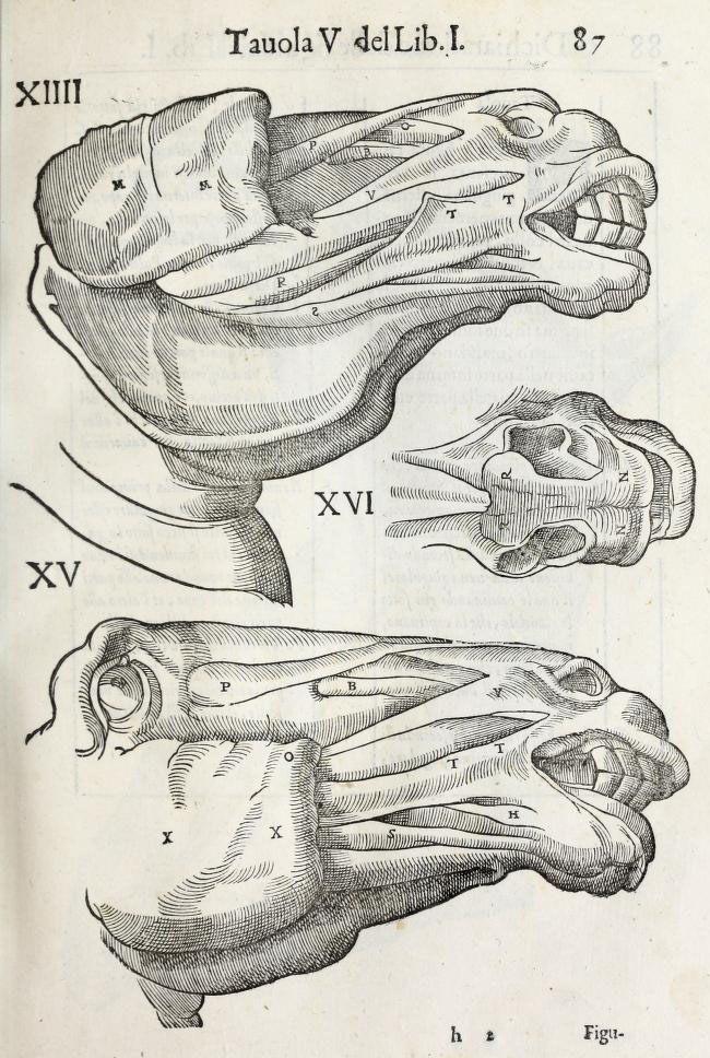 anatomia-caballo-carlo-ruini-page-87