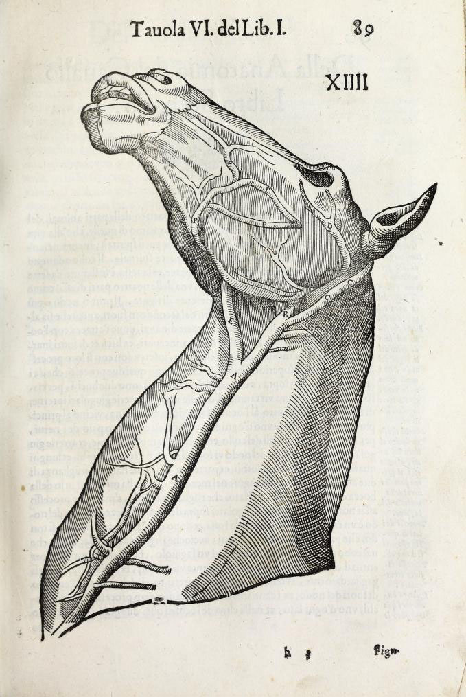 anatomia-caballo-carlo-ruini-page-89